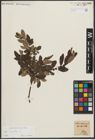 Foto von Salix aurita L.